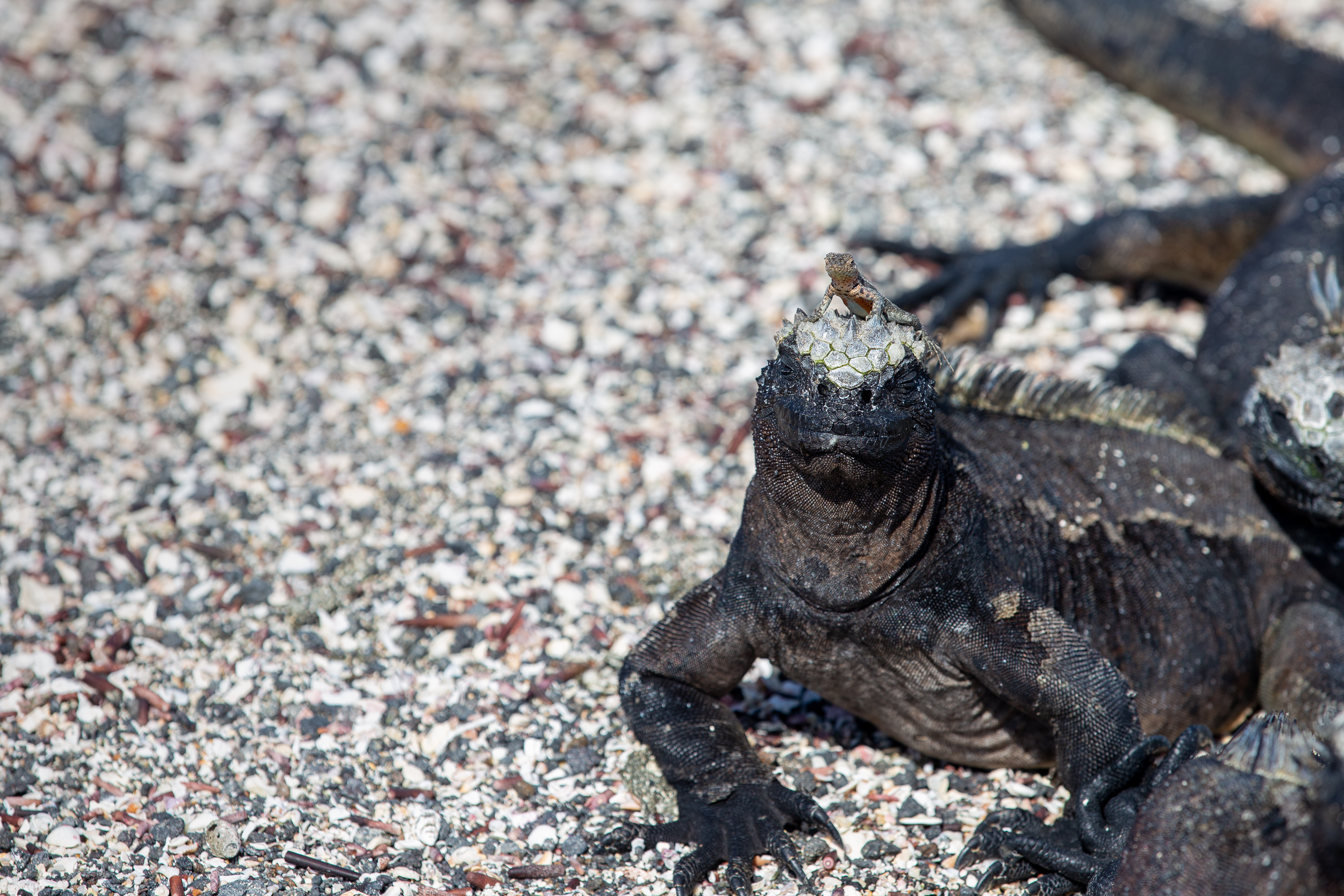 Marine iguana looking at the camera with a small lava lizard on its head